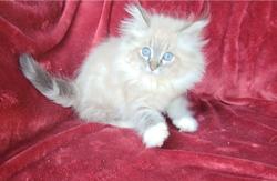 ragdoll kitten Neyland