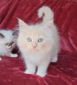 ragdoll kitten Peaches