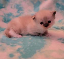 ragdoll kitten Seal Tortie Mitted Girl
