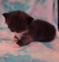 ragdoll kitten Black Smoke Mitted
