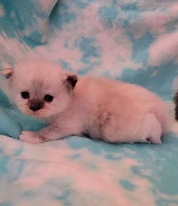 ragdoll kitten Seal Tortie Mitted Girl