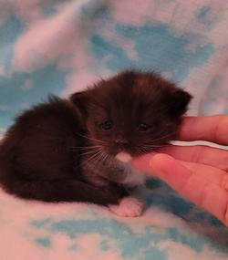 ragdoll kitten Black Smoke Mitted