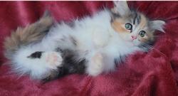 ragdoll kitten Tootsie