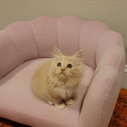 ragdoll kitten Peaches