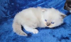 ragdoll kitten Seal Tortie Mitted Girl