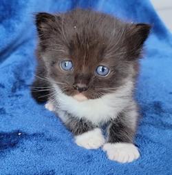ragdoll kitten Black Smoke Mitted