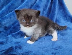 ragdoll kitten Black Smoke Mitted