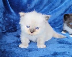 ragdoll kitten Seal Tortie Mitted Girl