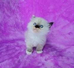 ragdoll kitten Dolly