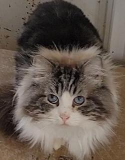 ragdoll kitten Tonka