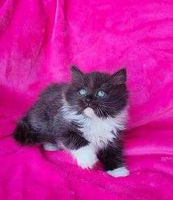 ragdoll kitten Bucky