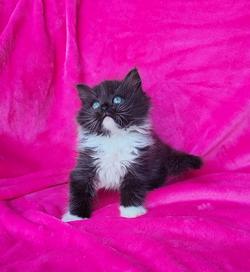 ragdoll kitten Bucky