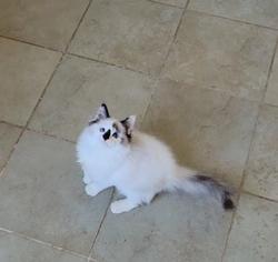 ragdoll kitten Bubbles