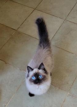 ragdoll kitten Mochi