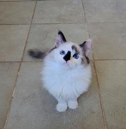 ragdoll kitten Bubbles