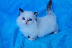 ragdoll kitten Munchkin Girl