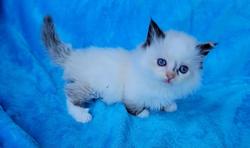 ragdoll kitten Munchkin Girl