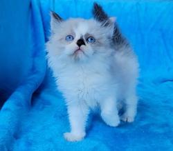 ragdoll kitten Seal Bicolor Tortie