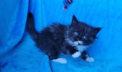 ragdoll kitten Solid Tortie Cherubim 