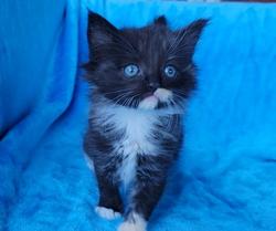 ragdoll kitten Solid Tortie Cherubim 