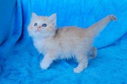 ragdoll kitten Red Tabby Mitted
