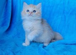 ragdoll kitten Red Tabby Mitted