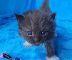 ragdoll kitten Seal Sepia Mitted