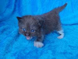 ragdoll kitten Seal Sepia Mitted