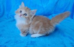 ragdoll kitten Munchkin Boy