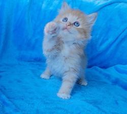 ragdoll kitten Red Mitted Boy