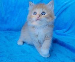ragdoll kitten Red Mitted Boy
