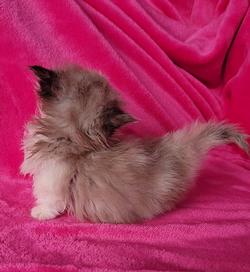 ragdoll kitten Munchkin Doll Kitten