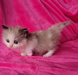 ragdoll kitten Munchkin Doll Kitten