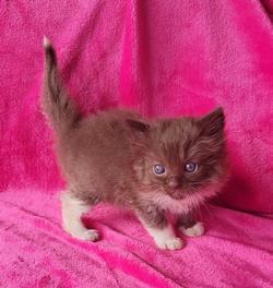 ragdoll kitten Seal Sepia Mitted