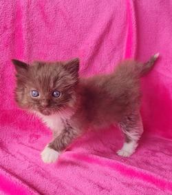 ragdoll kitten Seal Sepia Mitted