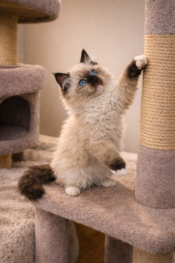 ragdoll kitten Amirra