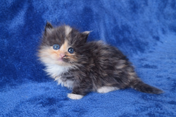 ragdoll kitten Calico Girl 1