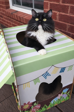 ragdoll kitten Mochi