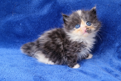 ragdoll kitten Calico girl 1