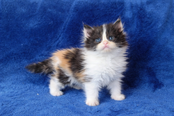 ragdoll kitten Calico girl 2